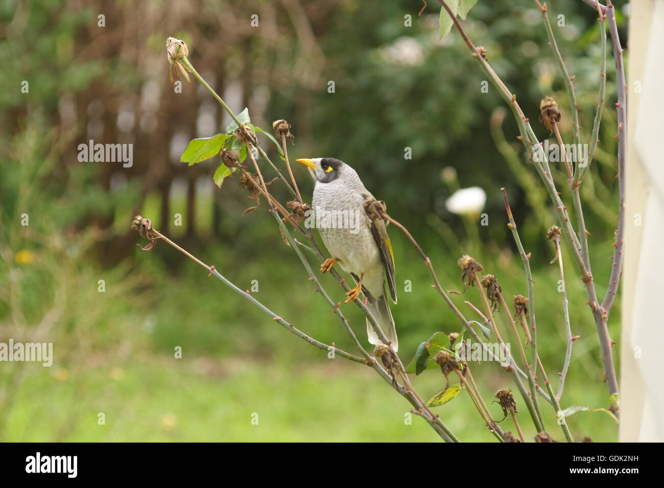 Noisy Miner 'Manorina melanocephala' Australian Stock Photo