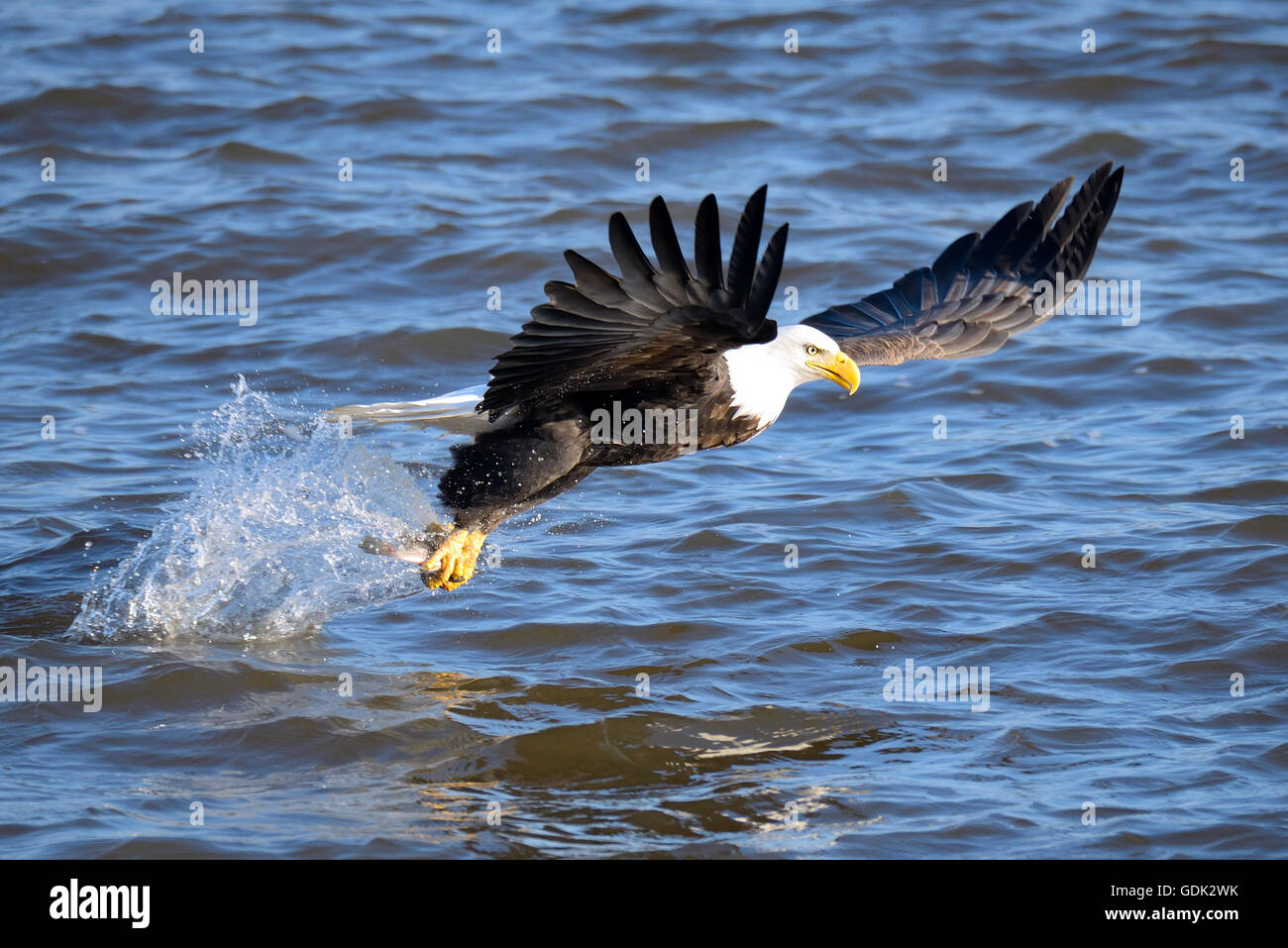 Eagle fishing hires stock photography and images Alamy