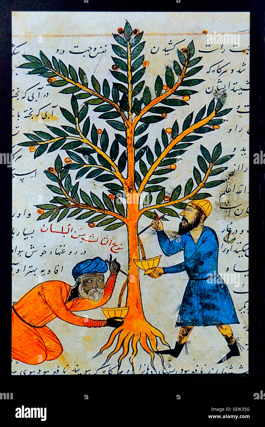 Turkey- XVIc. miniature- Plants were an essential ingredient of medecines used by physicians and surgeons. They were even depicted on shirts worn to protect the wearer from ill-health. Stock Photo