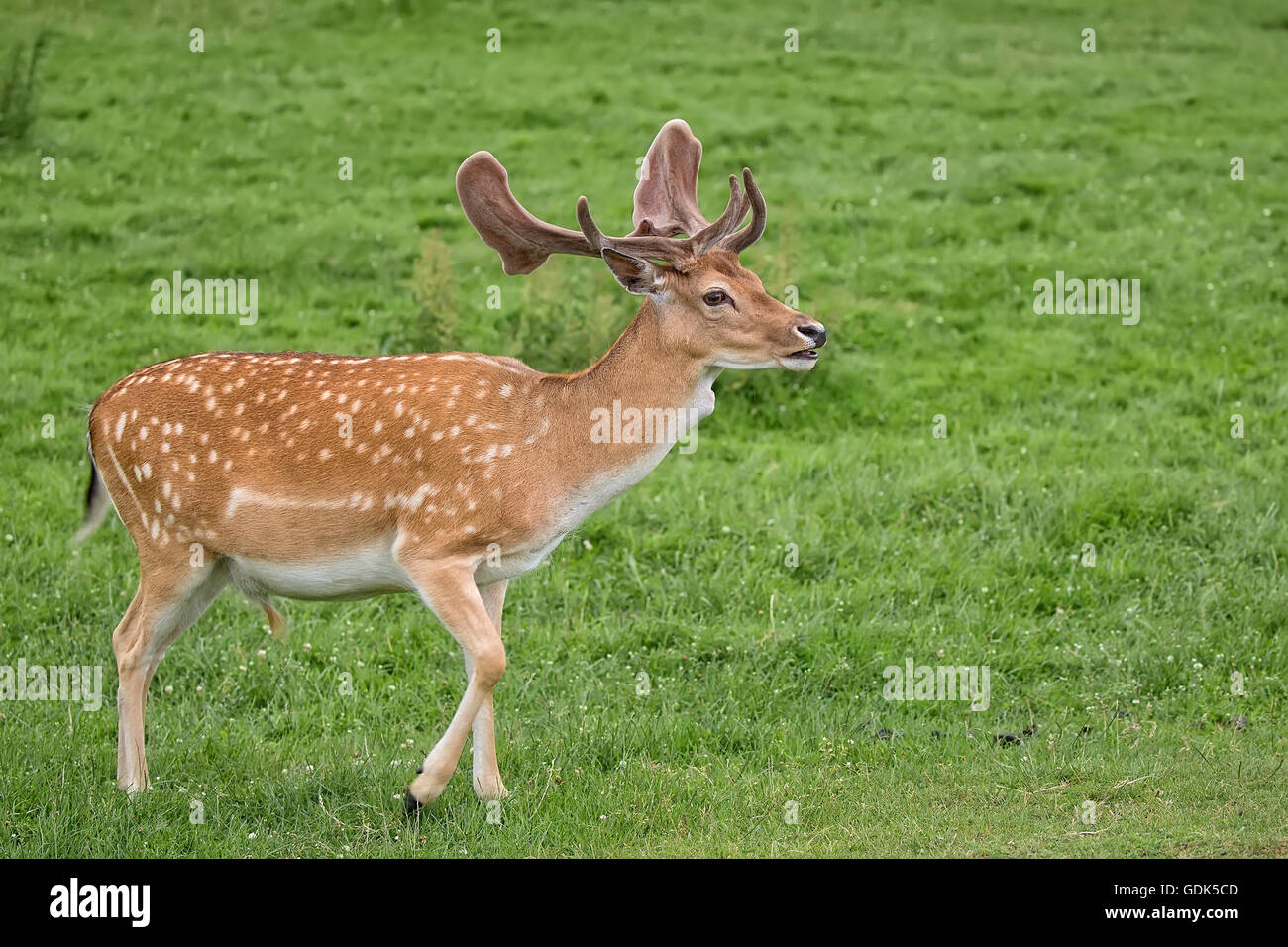 Fallow deer on the run in a clearing Stock Photo