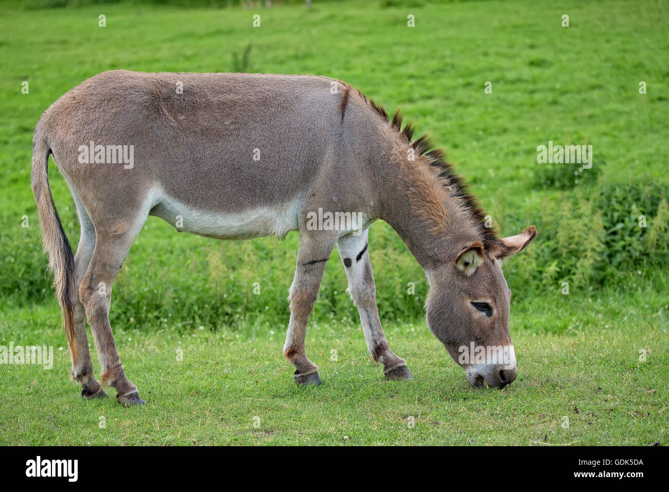 Donkey in a clearing in the wild Stock Photo