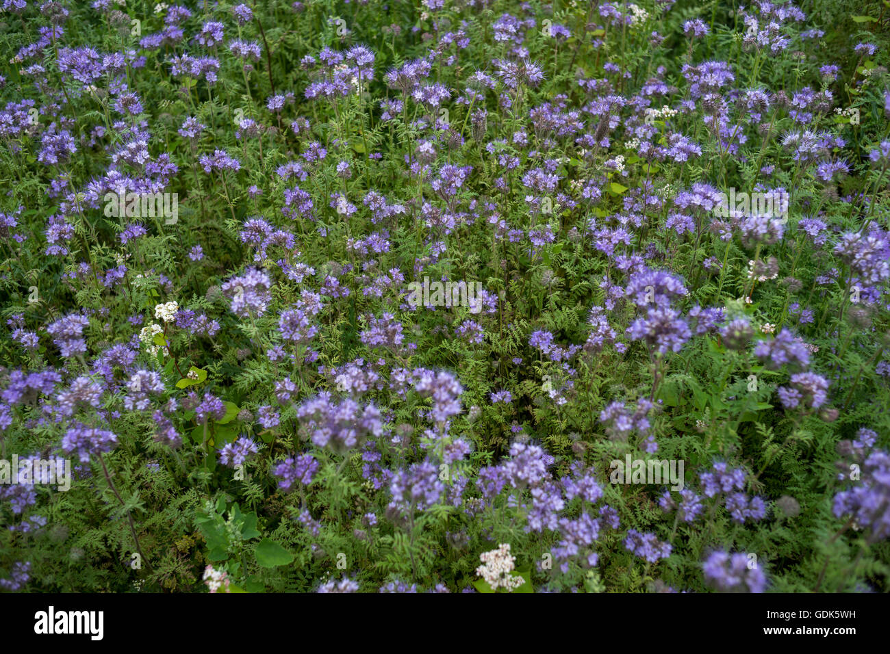 Buckwheat and Phacelia growing together as bee forage and cover crop in