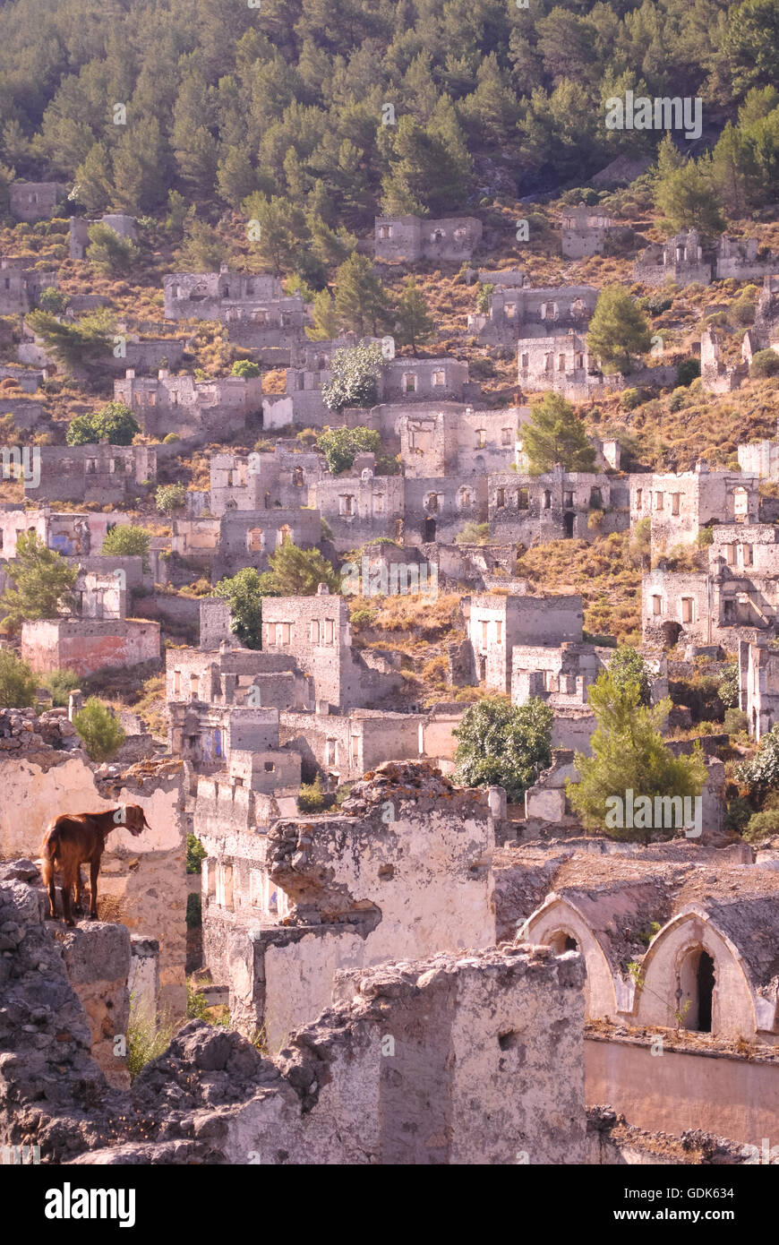 Goat looking over the abandoned village of Kayakoy, just south of Fethiye, Aegean coast, Turkey. Stock Photo