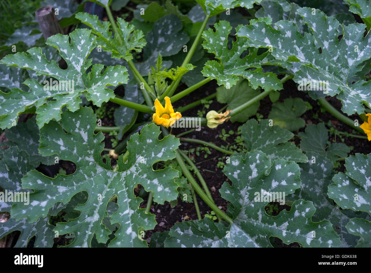 summer squash plant with flower Stock Photo Alamy