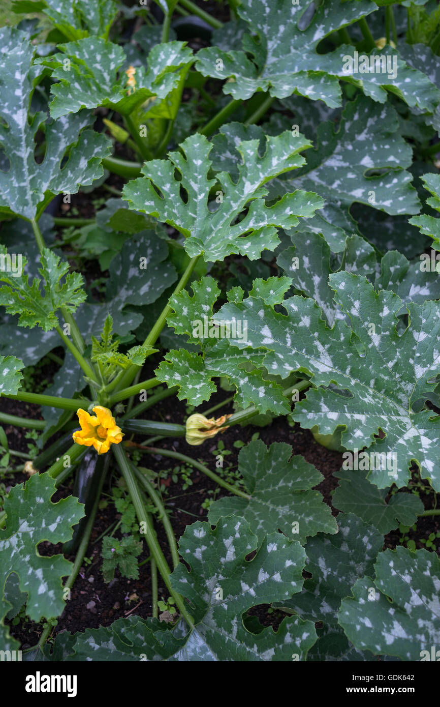 Summer squash plant hires stock photography and images Alamy