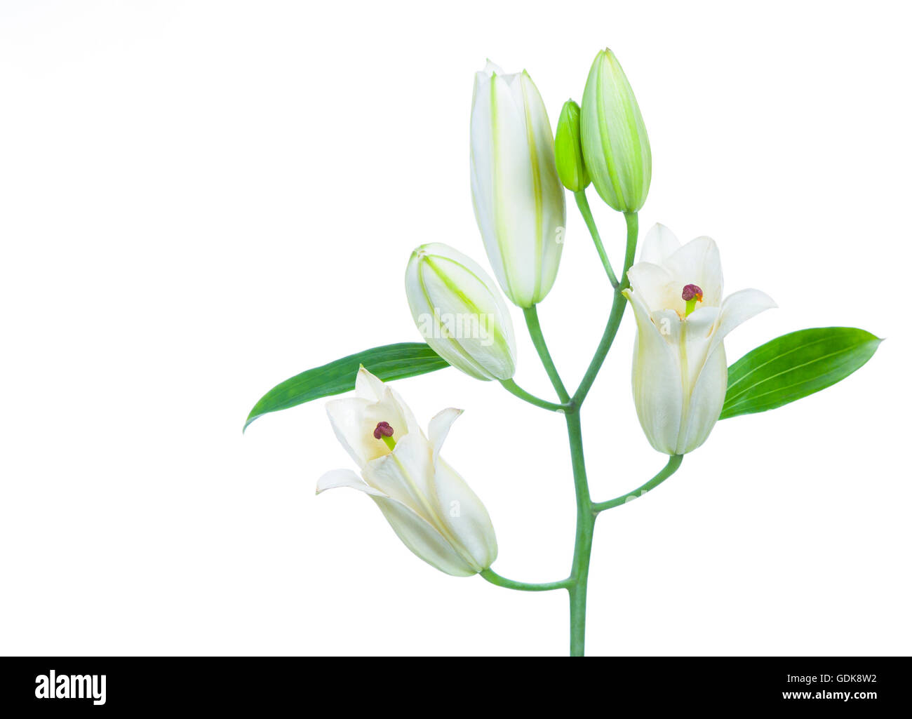 Lily white copyspace isolated hi-res stock photography and images - Alamy