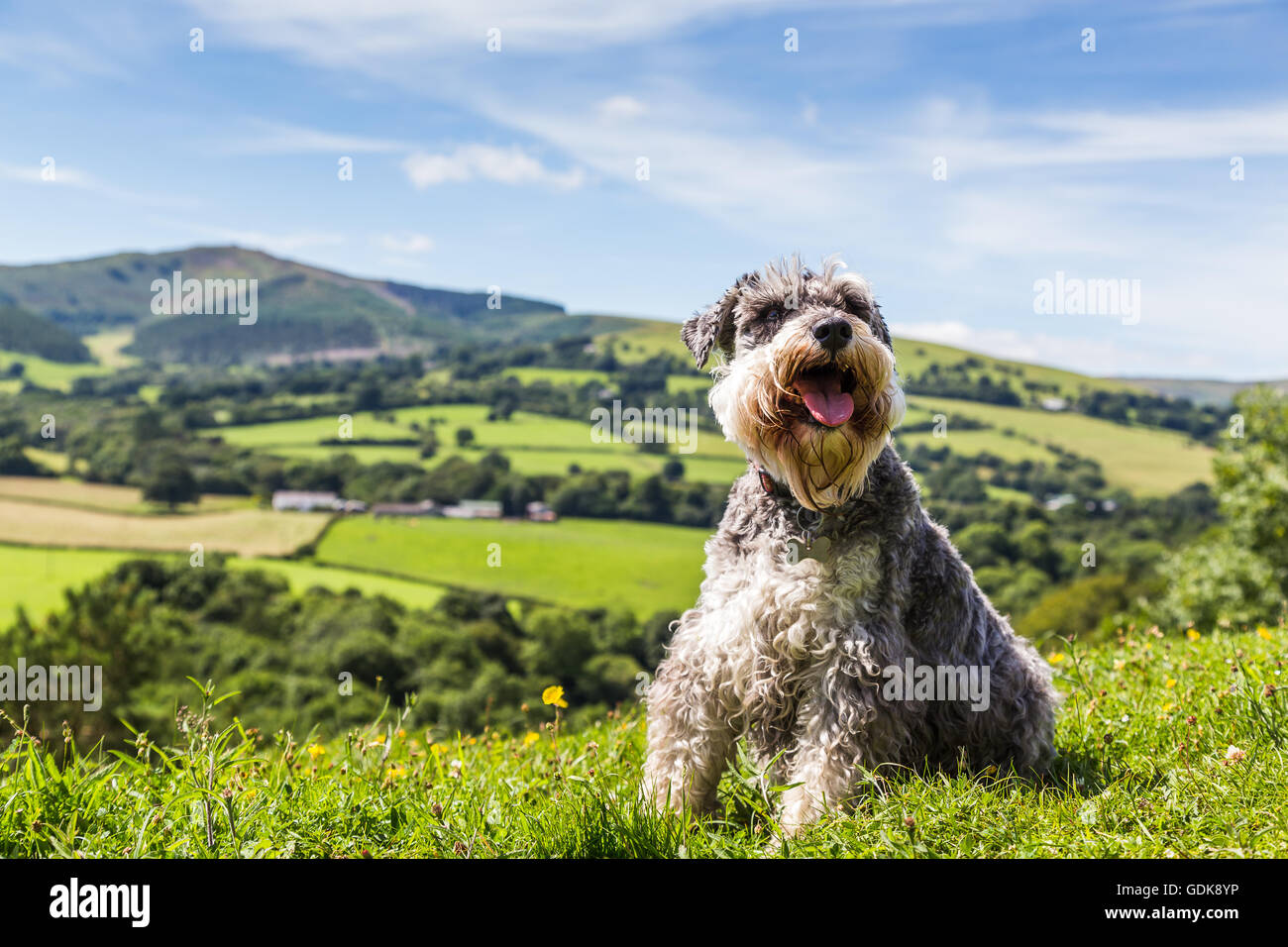 Miniature Schnauzer dog pictured on the peak of Loggerheads Country Park in Wales in front of a glorious backdrop of countryside Stock Photo
