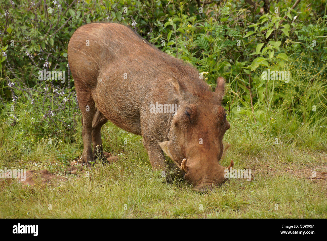 Warthog grazing in Kenya Stock Photo