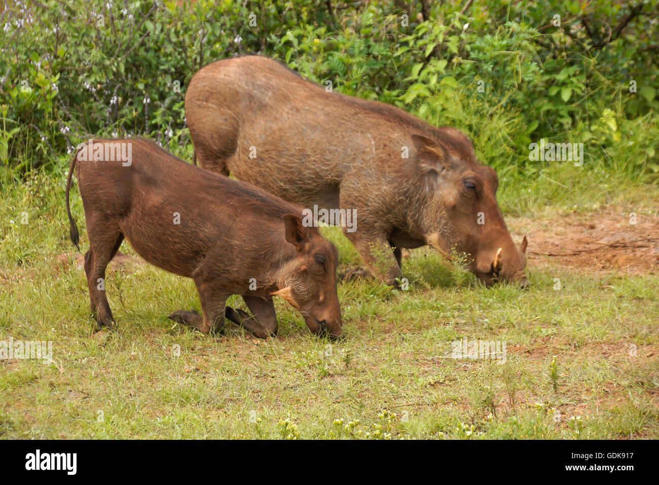 Omnivore omnivores omnivorous savanna hires stock photography and
