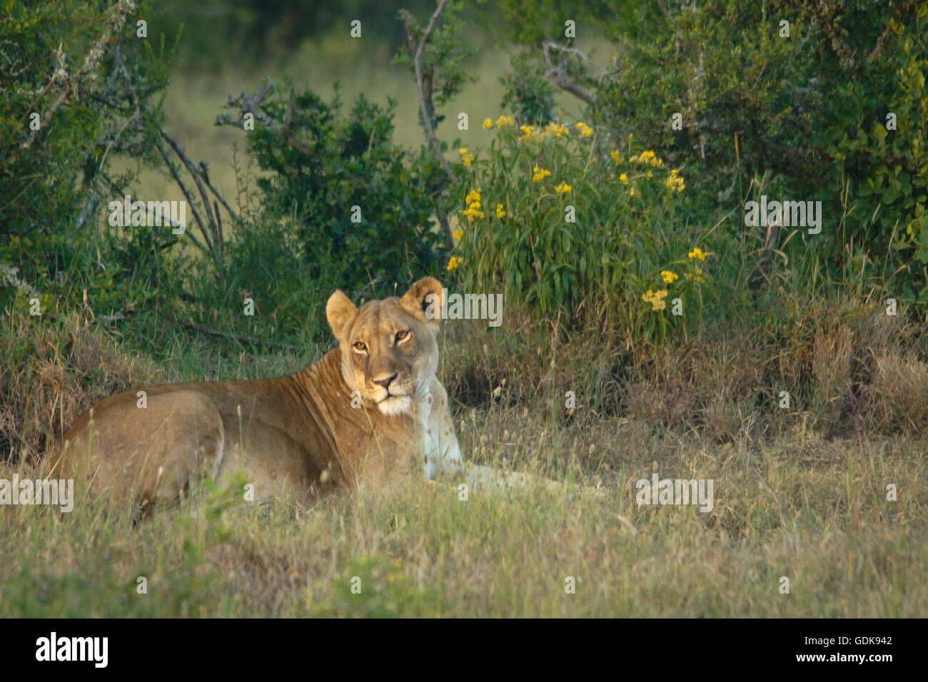 Lioness resting, Kenya Stock Photo