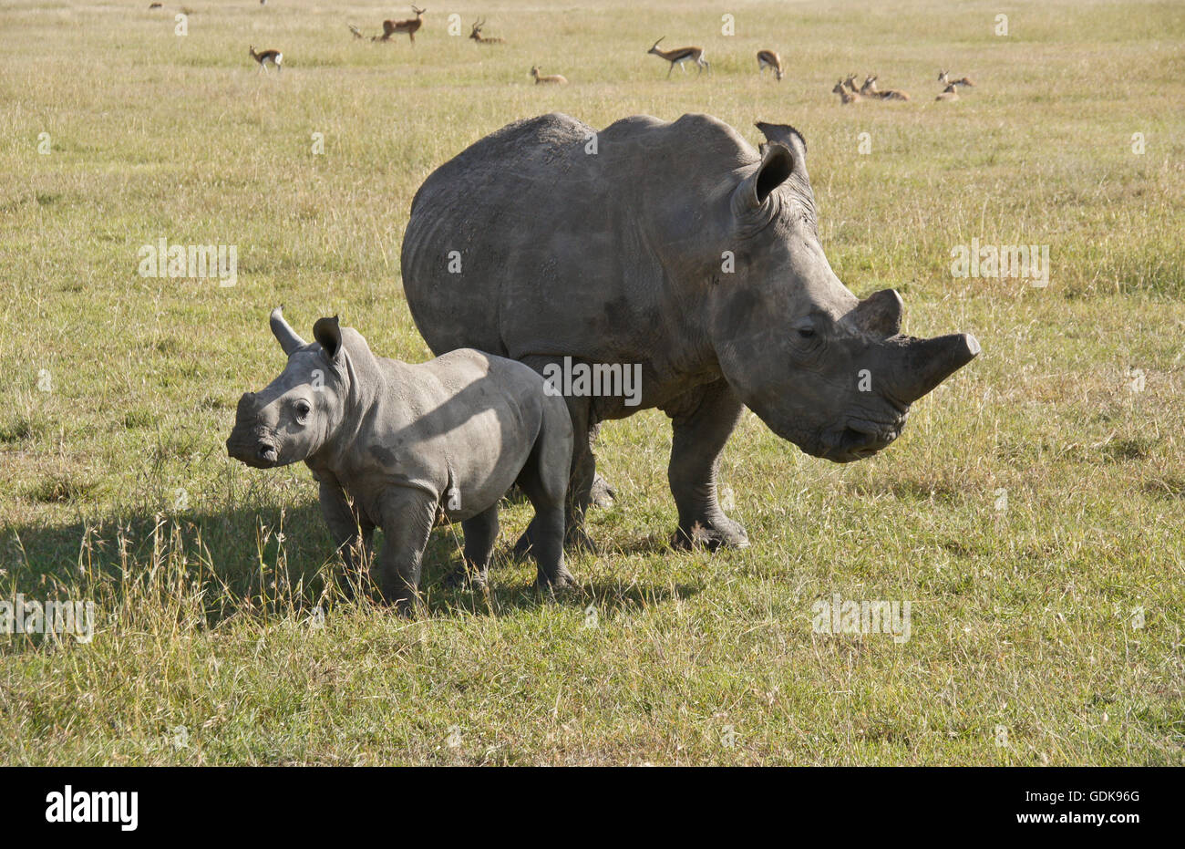 White rhinoceros with calf, Ol Pejeta Conservancy, Kenya Stock Photo