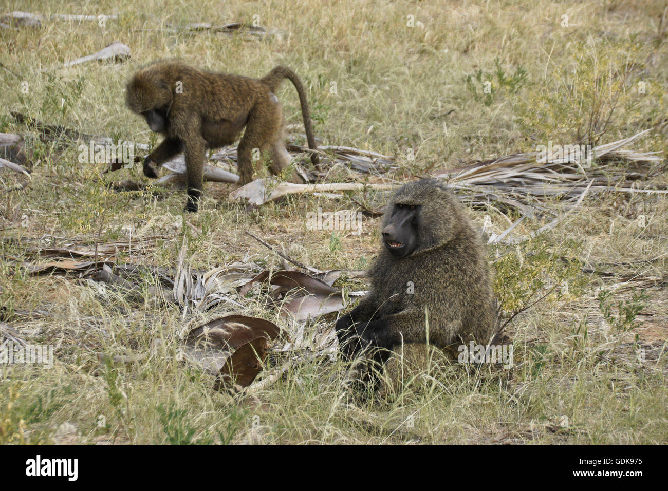 Olive baboons, Samburu Game Reserve, Kenya Stock Photo