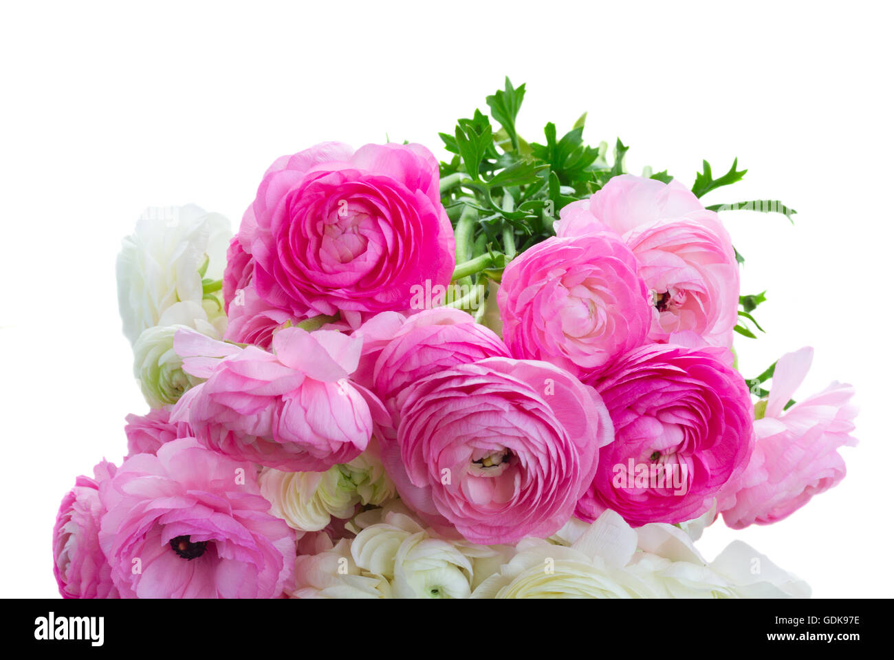 Pink and white ranunculus flowers Stock Photo - Alamy