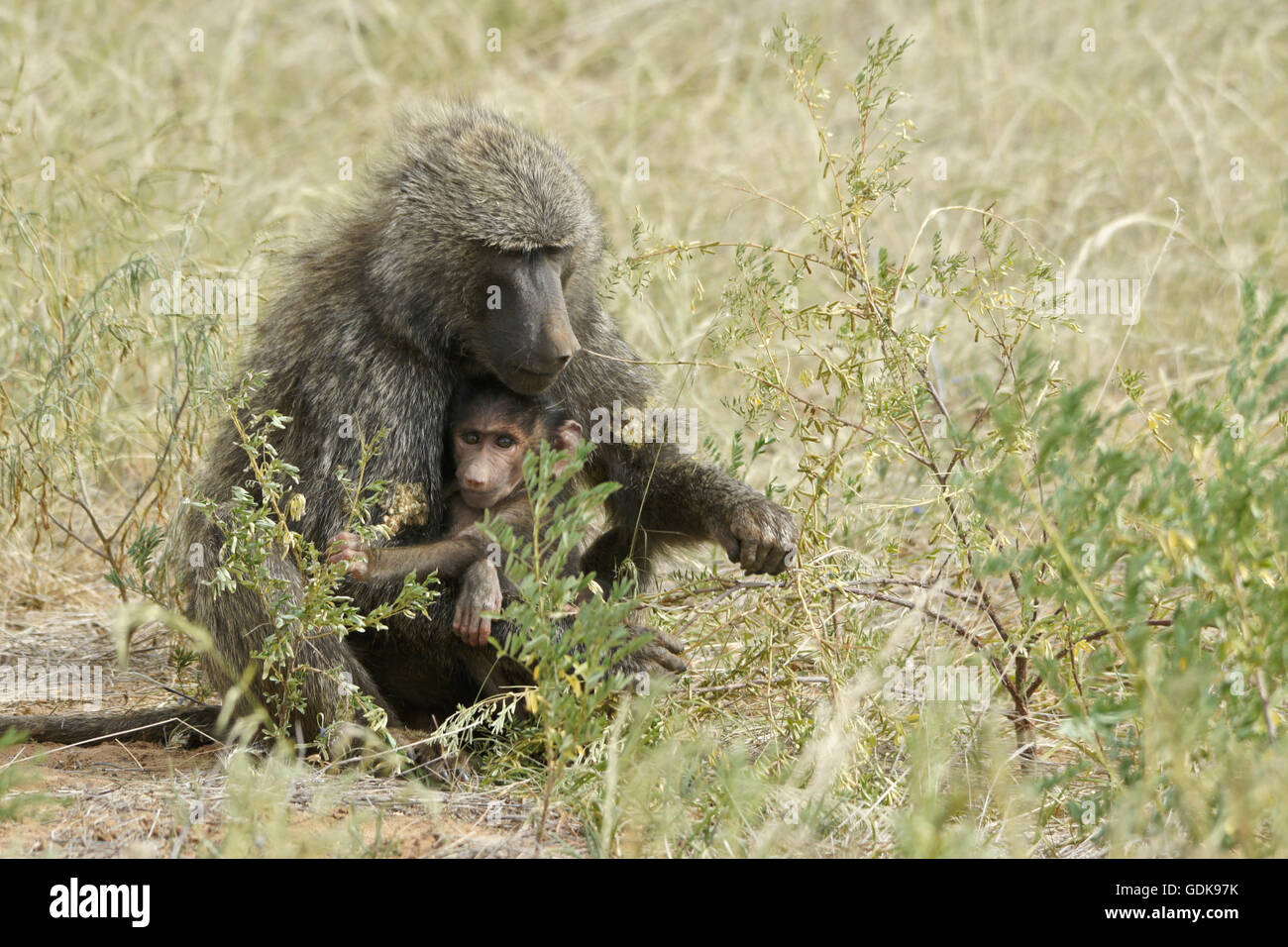 Female baboon cradling offspring, Samburu Game Reserve, Kenya Stock Photo