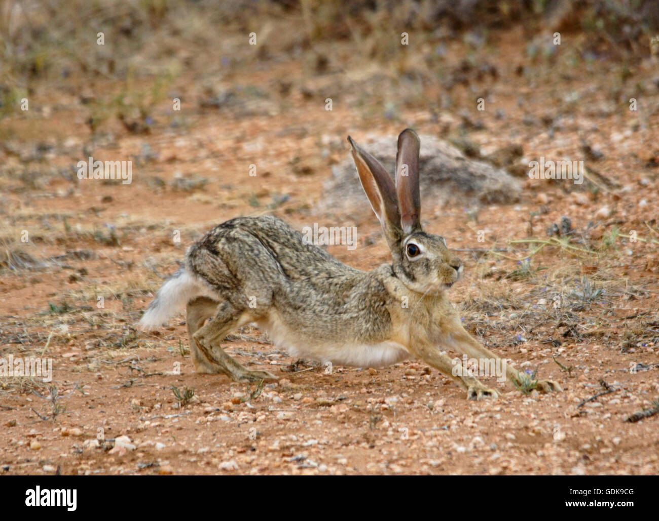 African hare (Cape hare), Samburu Game Reserve, Kenya Stock Photo