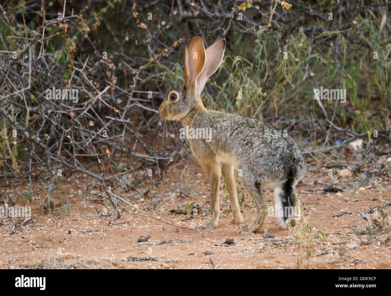 African hare (Cape hare), Samburu Game Reserve, Kenya Stock Photo