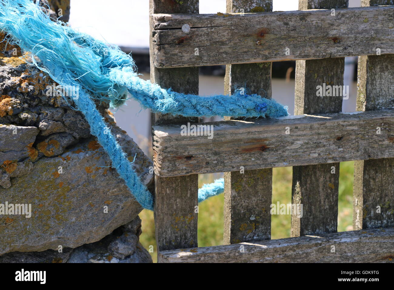 Bright blue fishing rope serves as a latch for an old weathered wooden gate, Dingle Peninsula, Ireland. Stock Photo