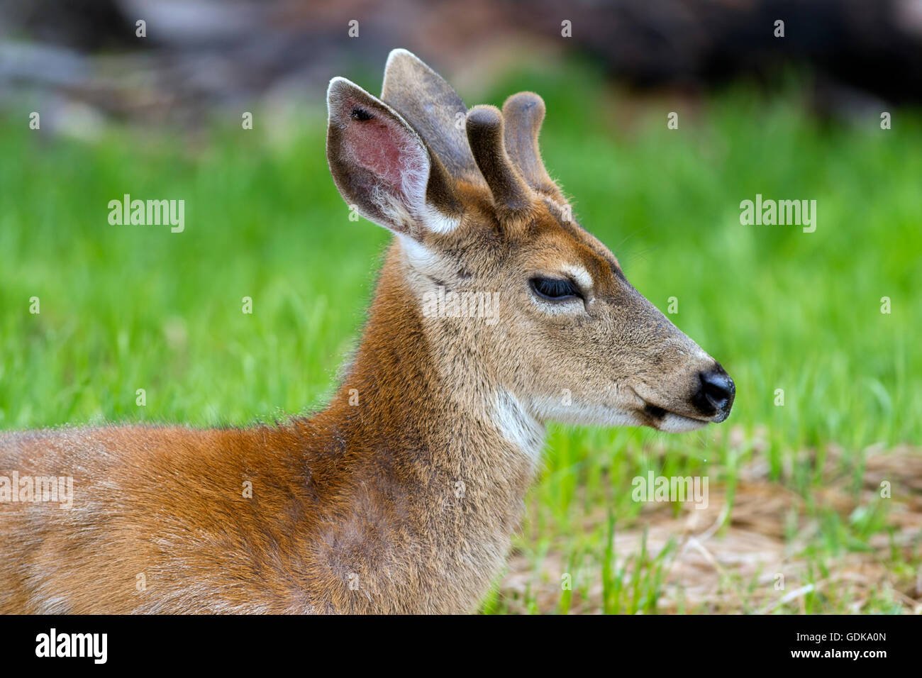 Close up of deer with antlers Stock Photo - Alamy