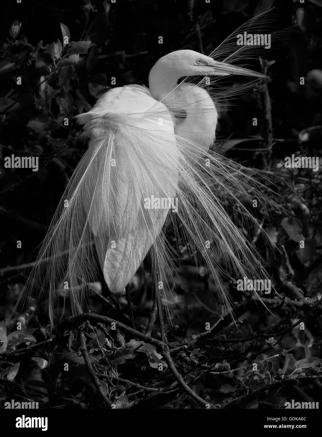 Lovely White Egret stands amid a clutter of leaves and branches with its bridal bustle of aigrettes tossed about on a windy day. Stock Photo