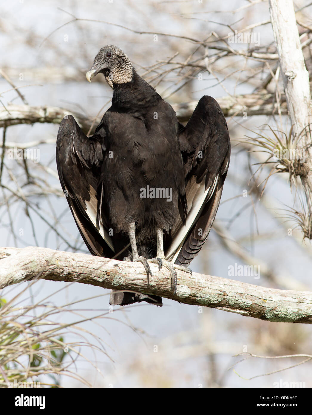 Black Vulture in wing spread posture on cypress limb at Florida's Big Cypress Preserve. The bird appears wary but curious too. Stock Photo
