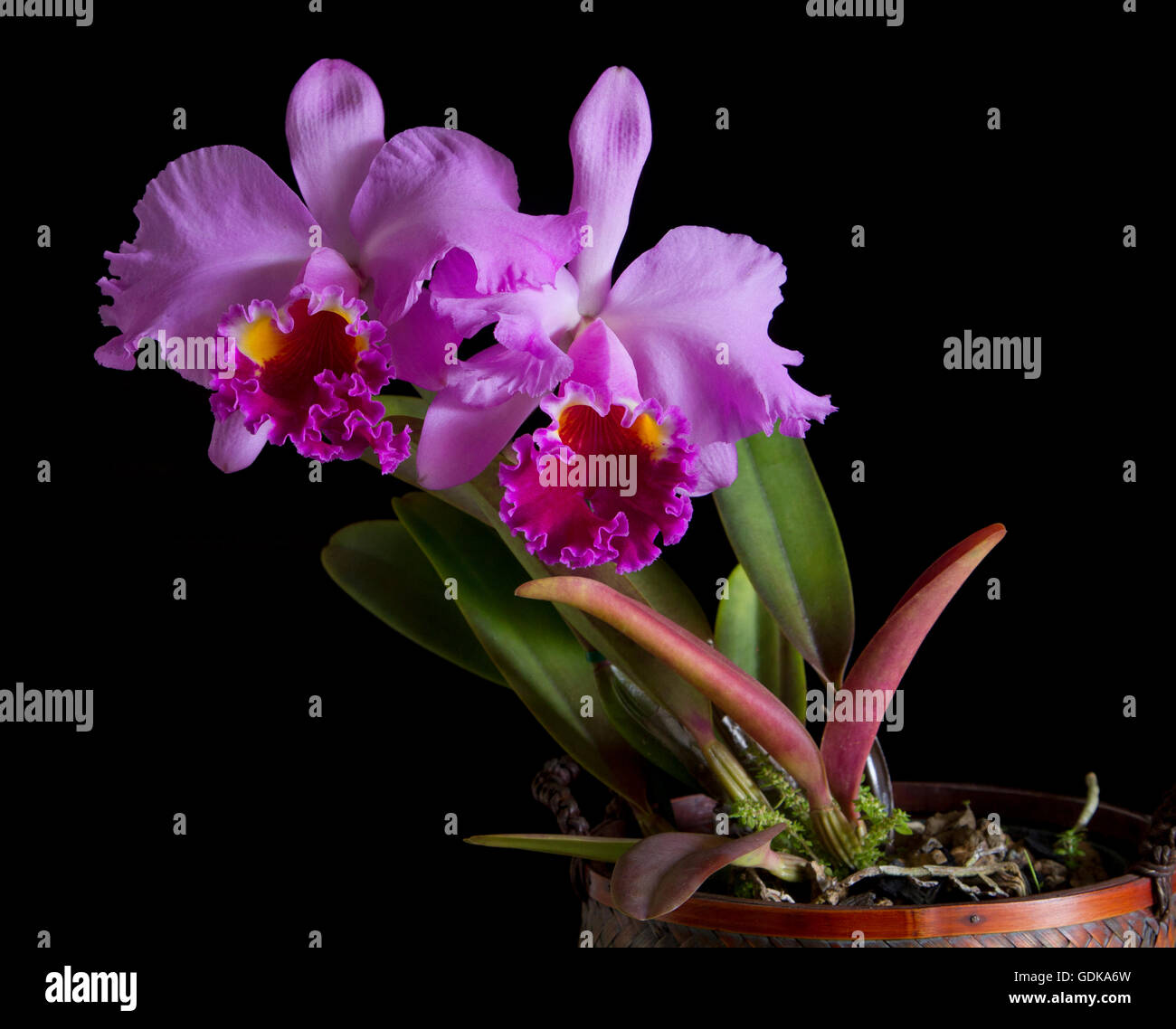 Twin blooms of a Cattelya Orchid, Cattleya labiata, in morning light. Stock Photo