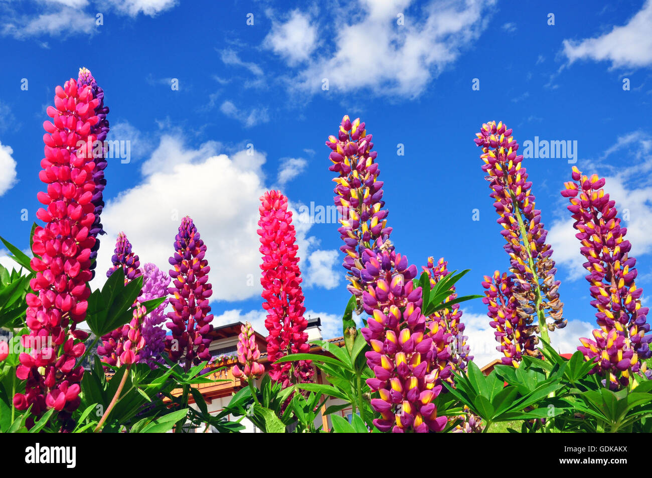 Bright blue purple flowers hi-res stock photography and images - Alamy