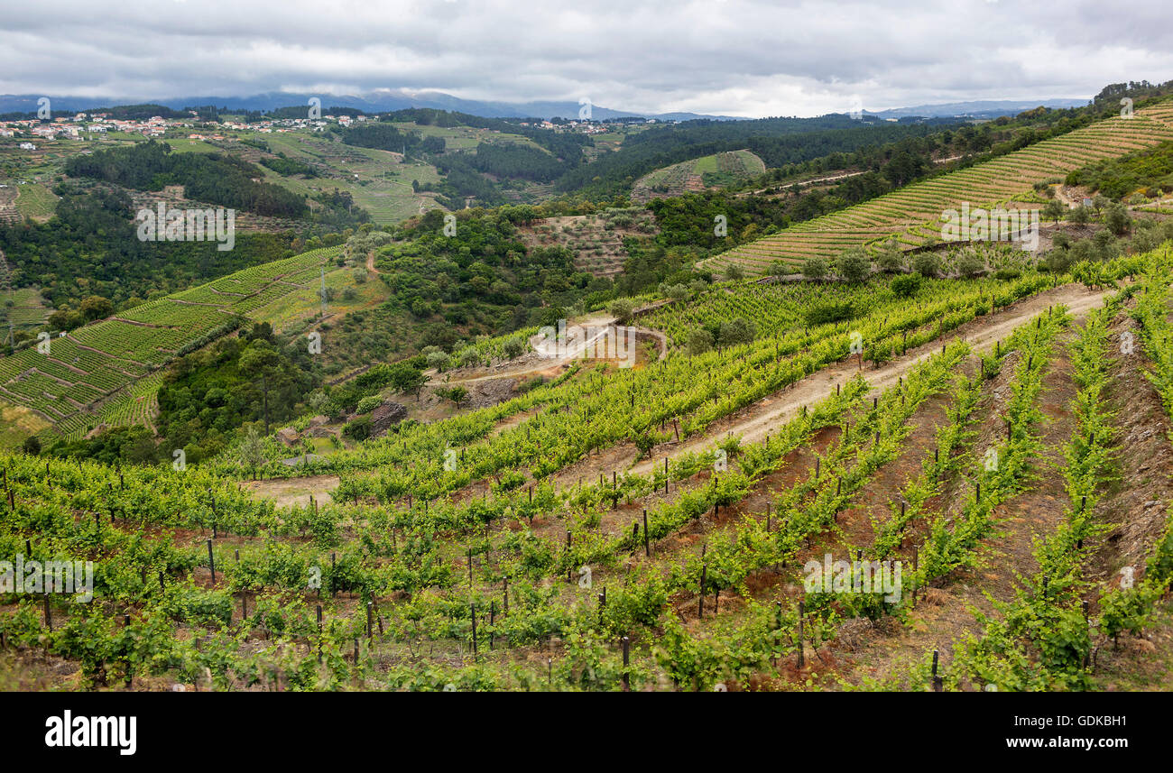 Vineyards in the central Douro Valley wine-growing district, Vila Real, Vila Real District, Portugal, Europe, Travel, Stock Photo