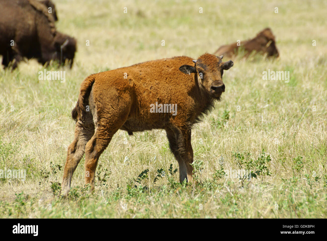 Buffalo bison calf at Custer State Park in South Dakota Stock Photo Alamy