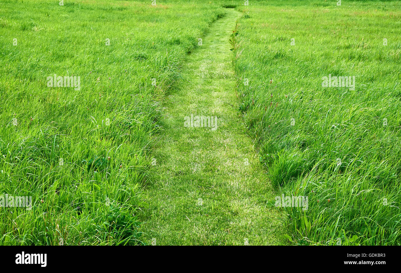 Very clear and lightly curved cut path leading through a field of rough fresh green grass Stock Photo