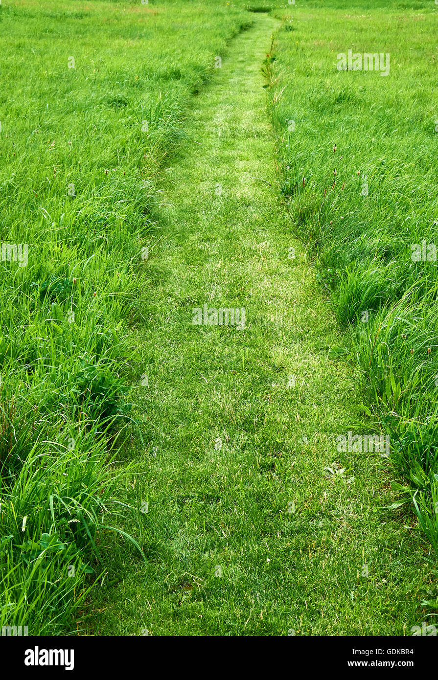 Path cut with a lawn mower in a field of long fresh growing green grass Stock Photo