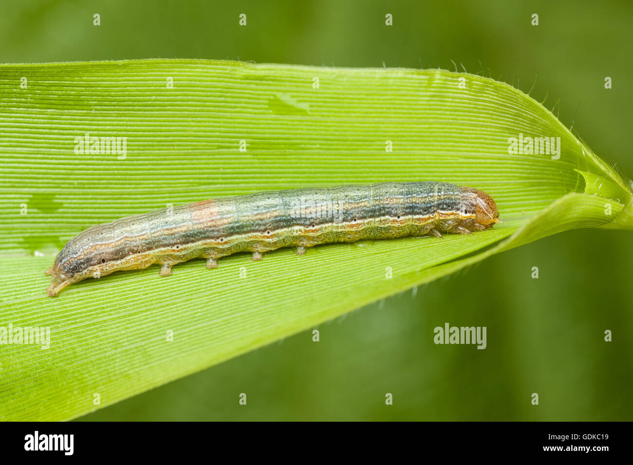 An Armyworm Moth (Mythimna unipuncta) caterpillar (larva) on common reed grass Stock Photo Alamy