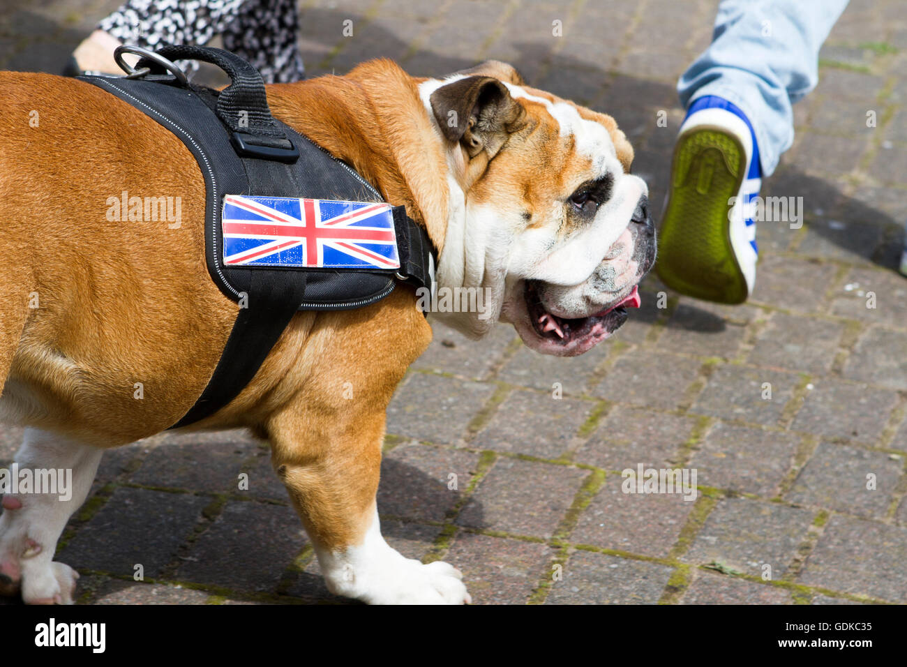 A British Bulldog with union jack emblem Stock Photo Alamy