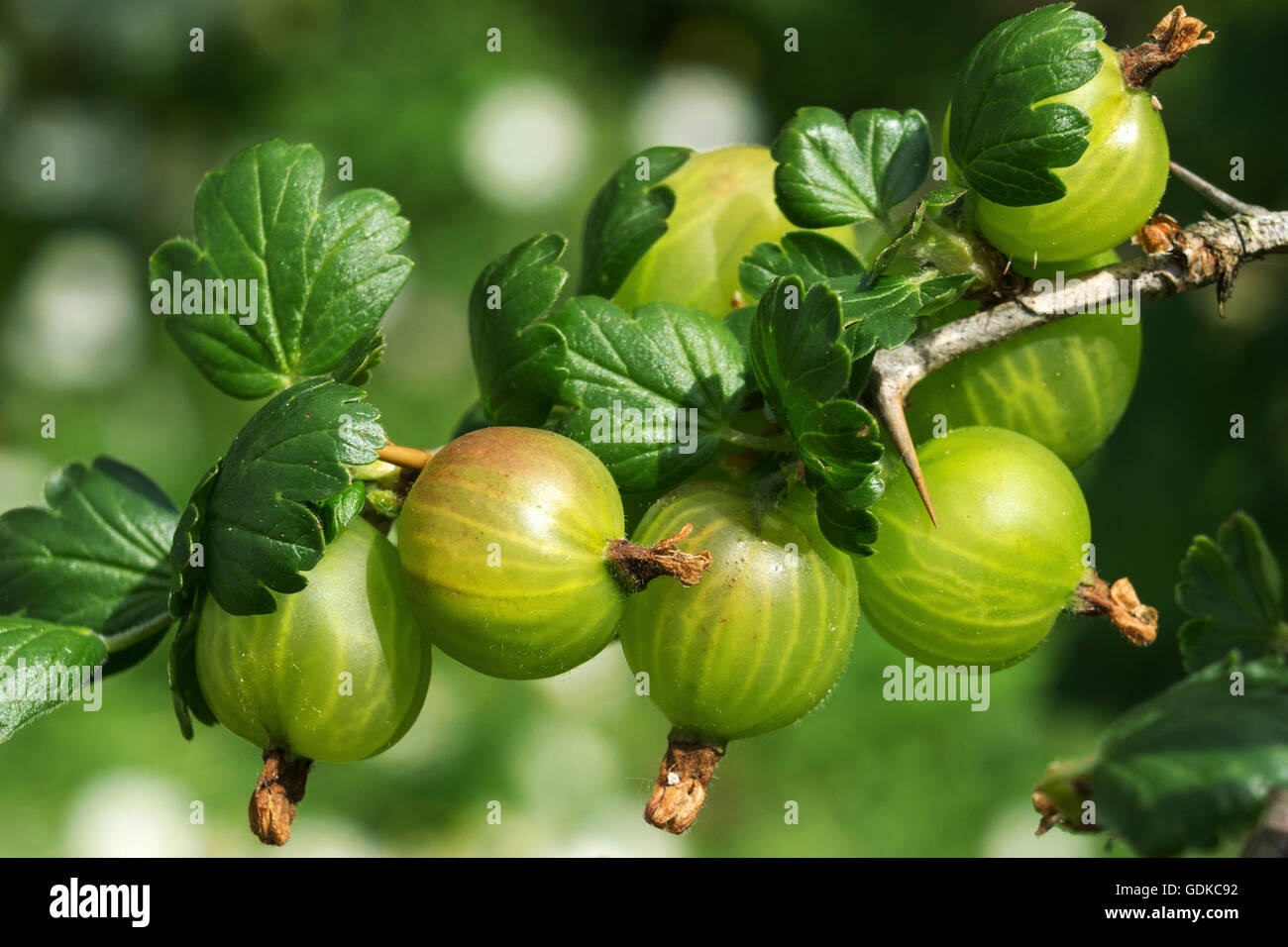 Gooseberry (Ribes uva-crispa) Stock Photo