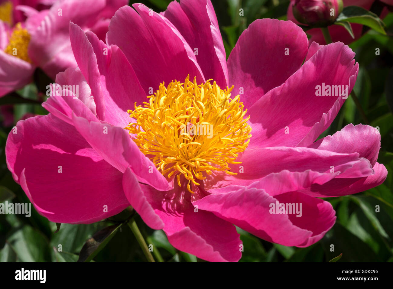 Common or garden peony (Paeonia officinalis), Baden-Württemberg, Germany Stock Photo