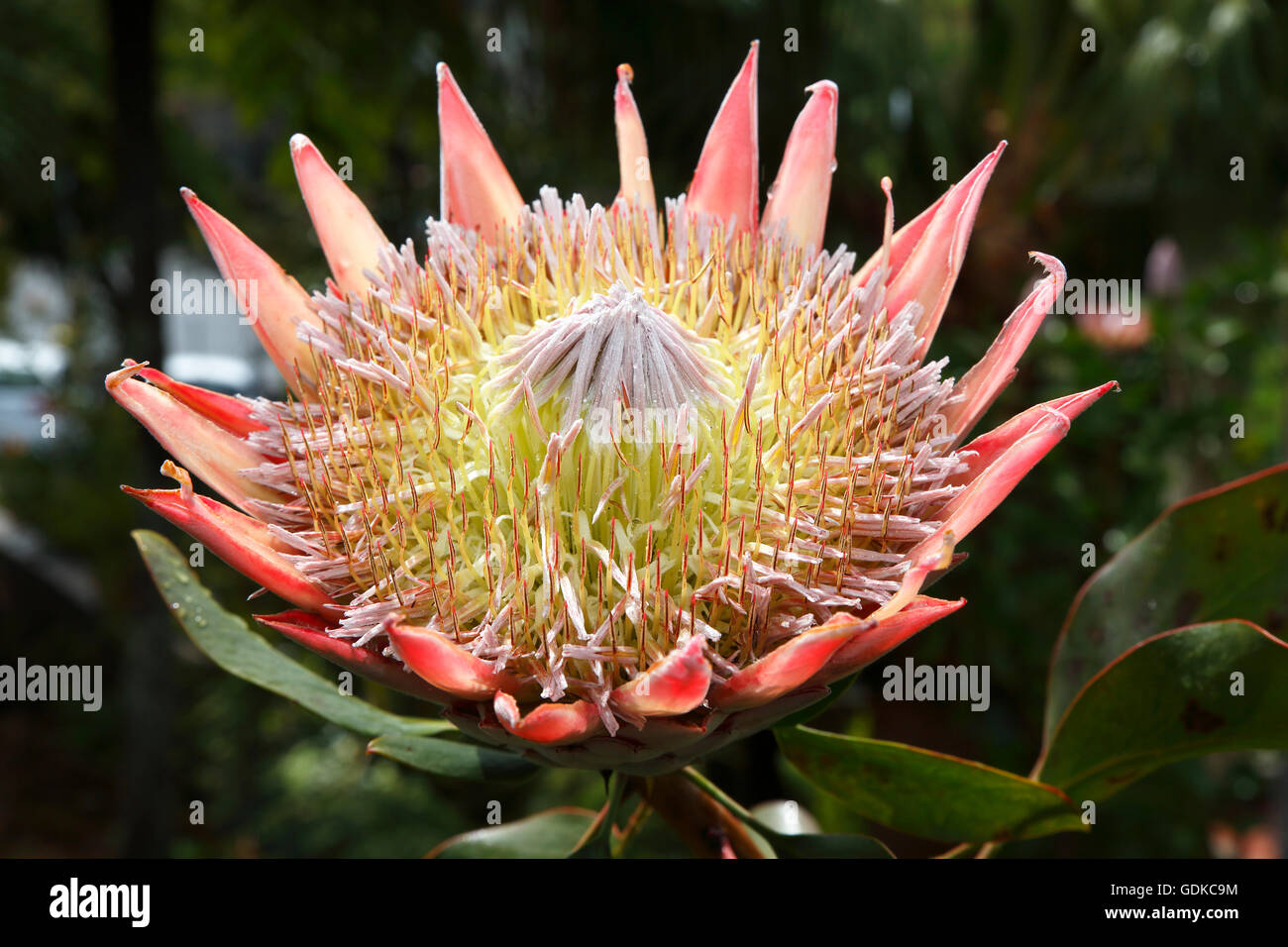 King protea (Protea cynaroides), Madeira, Portugal Stock Photo