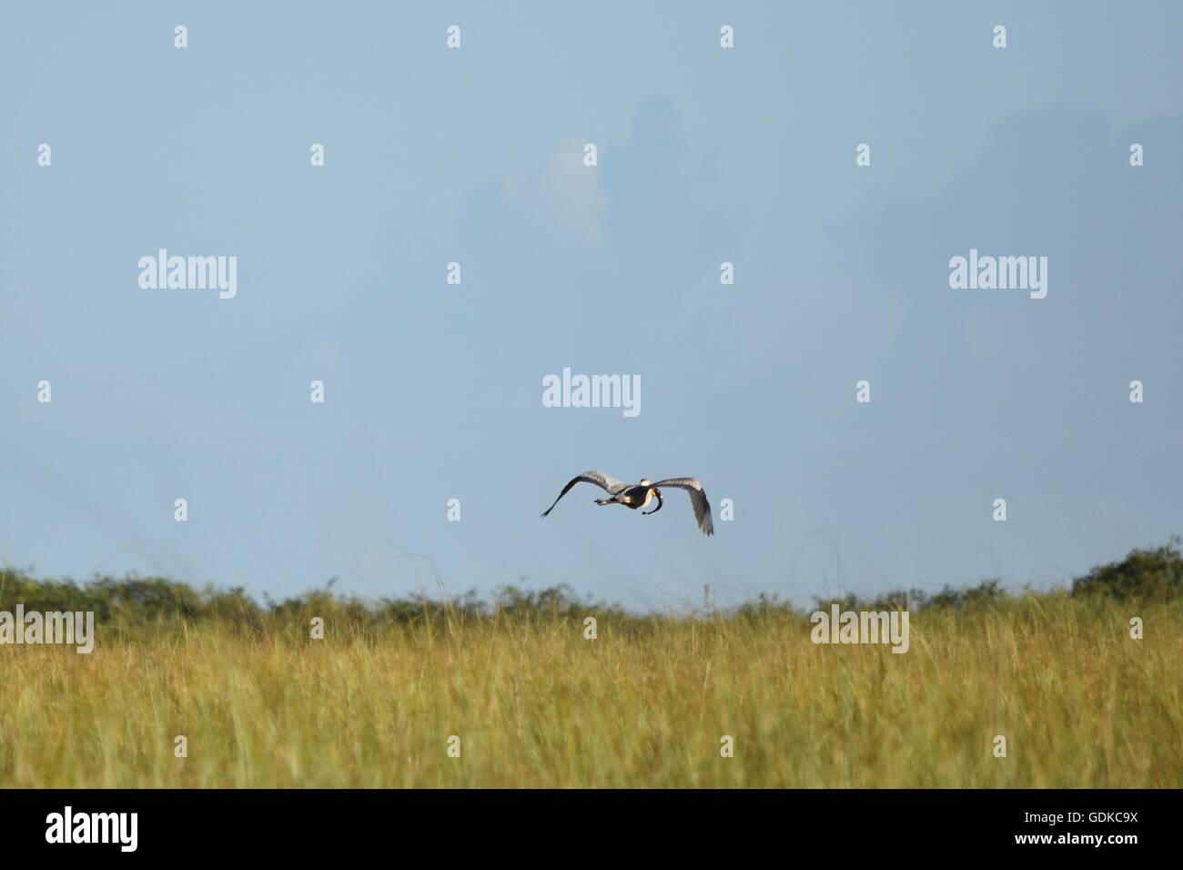 Blue Heron flying away with fish for breakfast Stock Photo