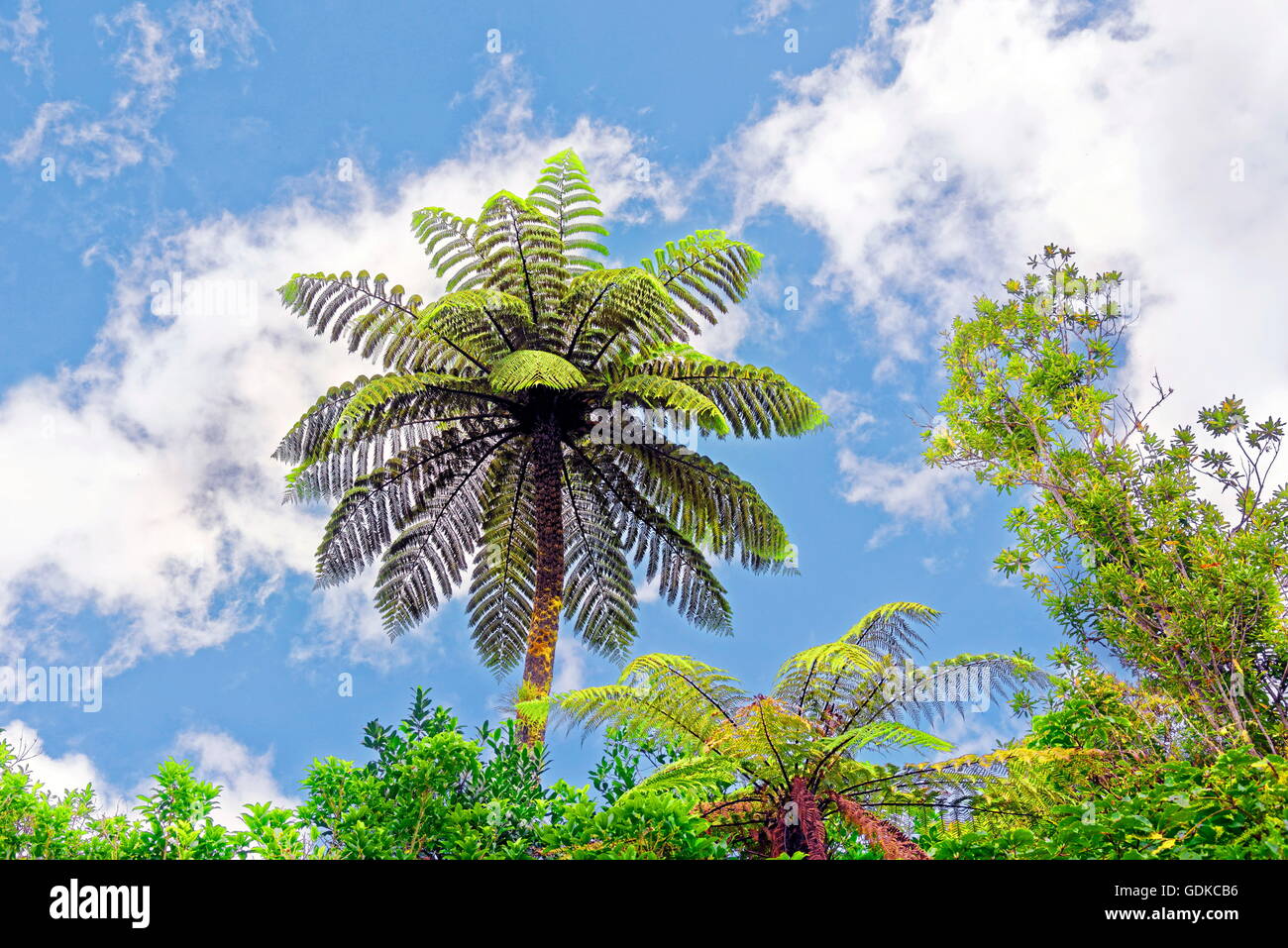 Silver tree-fern, also silver fern or ponga (Cyathea dealbata) in subtropical rainforest, Waipoua Forest, North Island Stock Photo