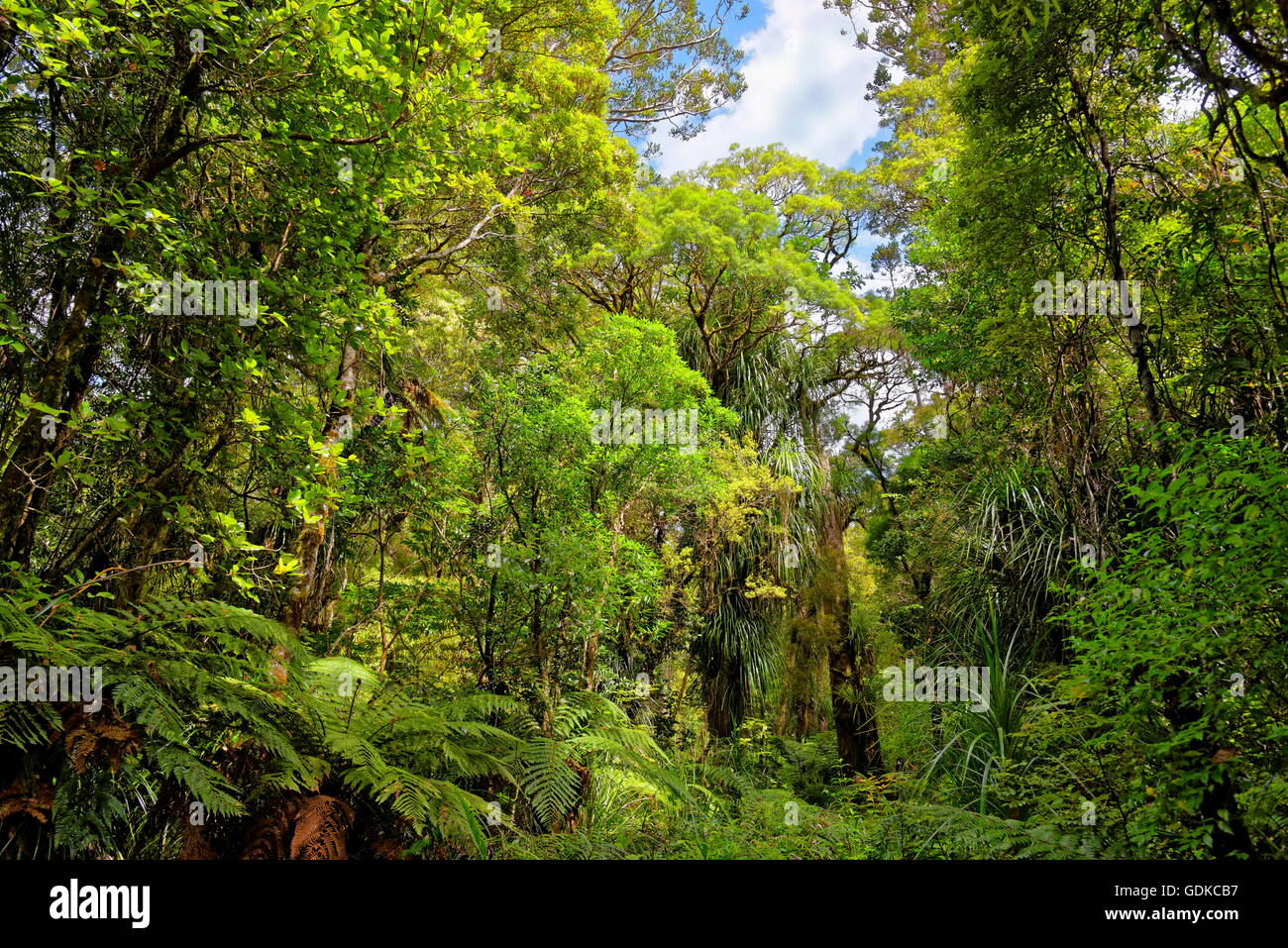 Subtropical rainforest, Waipoua Forest, North Island, New Zealand Stock Photo
