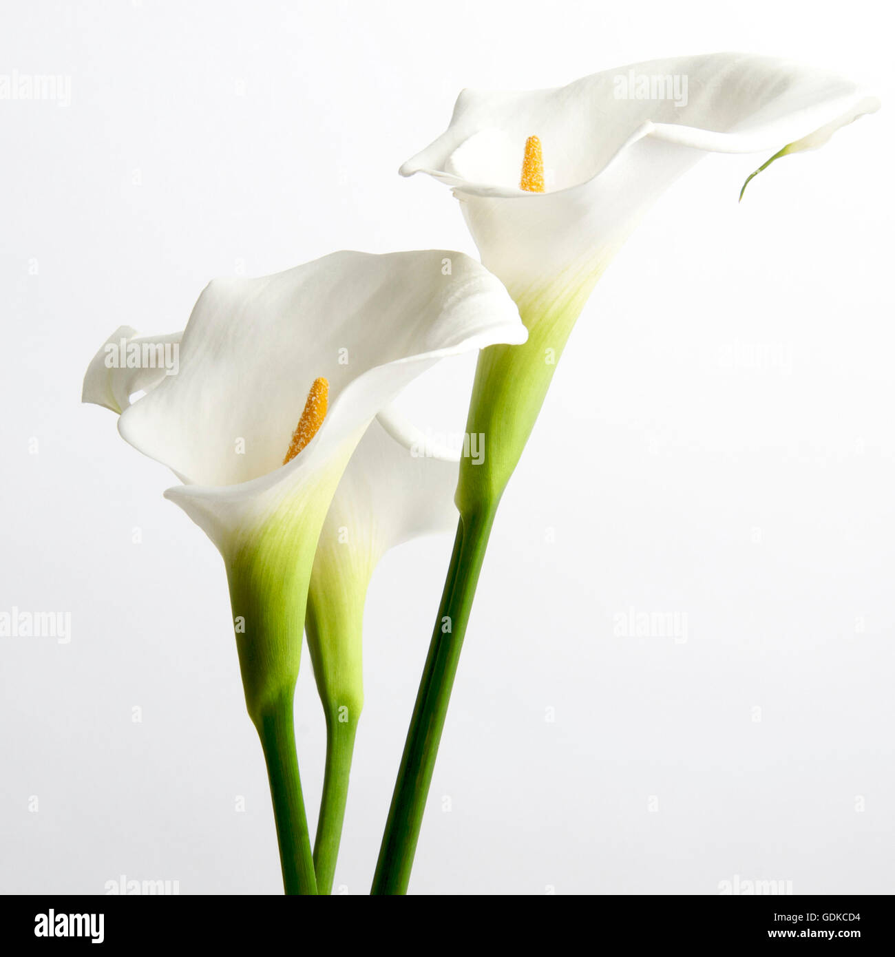 White arums (Araceae Stock Photo - Alamy