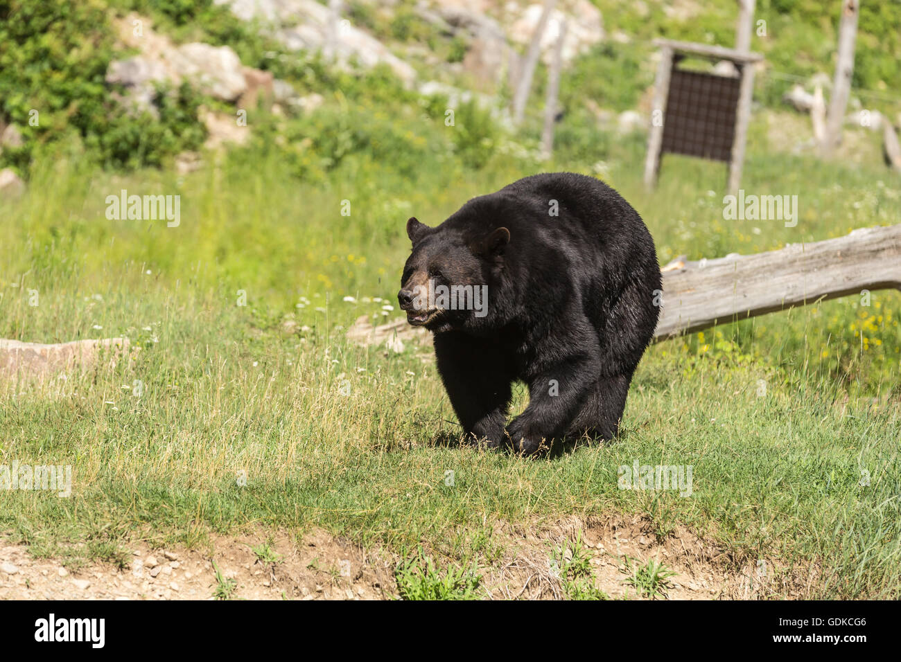 A great big black bear in summer Stock Photo - Alamy