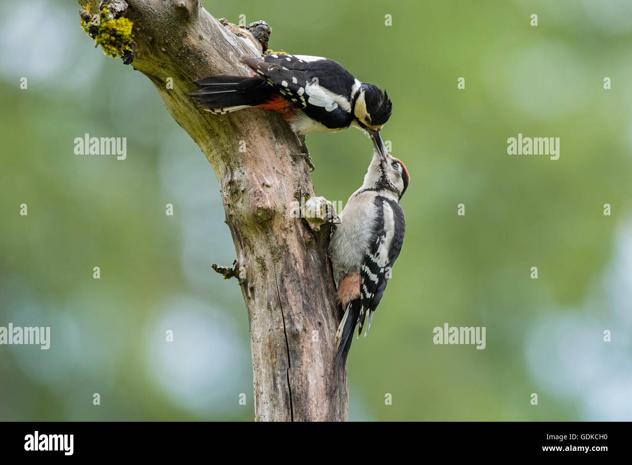 Great spotted woodpeckers (Dendrocopos major), female feeding young bird on branch, Austria Stock Photo