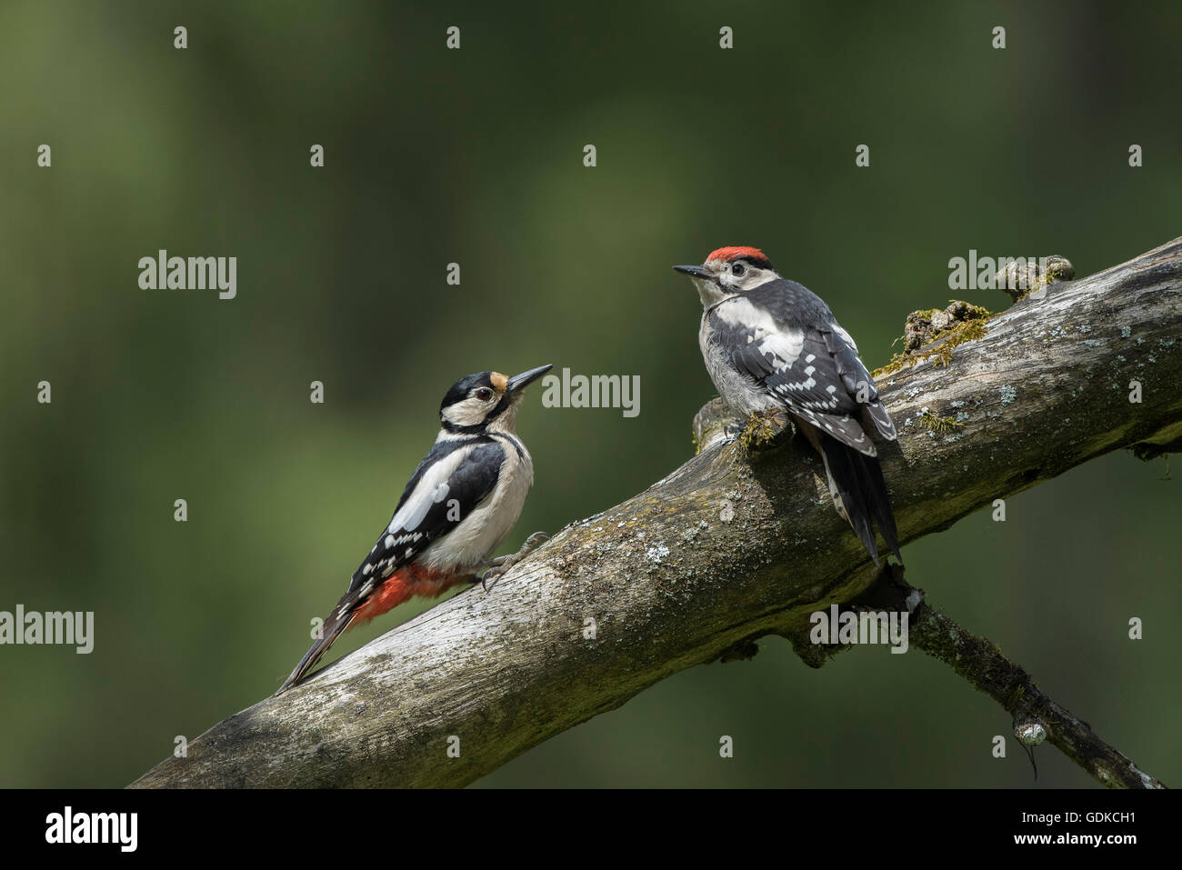 Great spotted woodpeckers (Dendrocopos major), female and young bird on branch, Austria Stock Photo