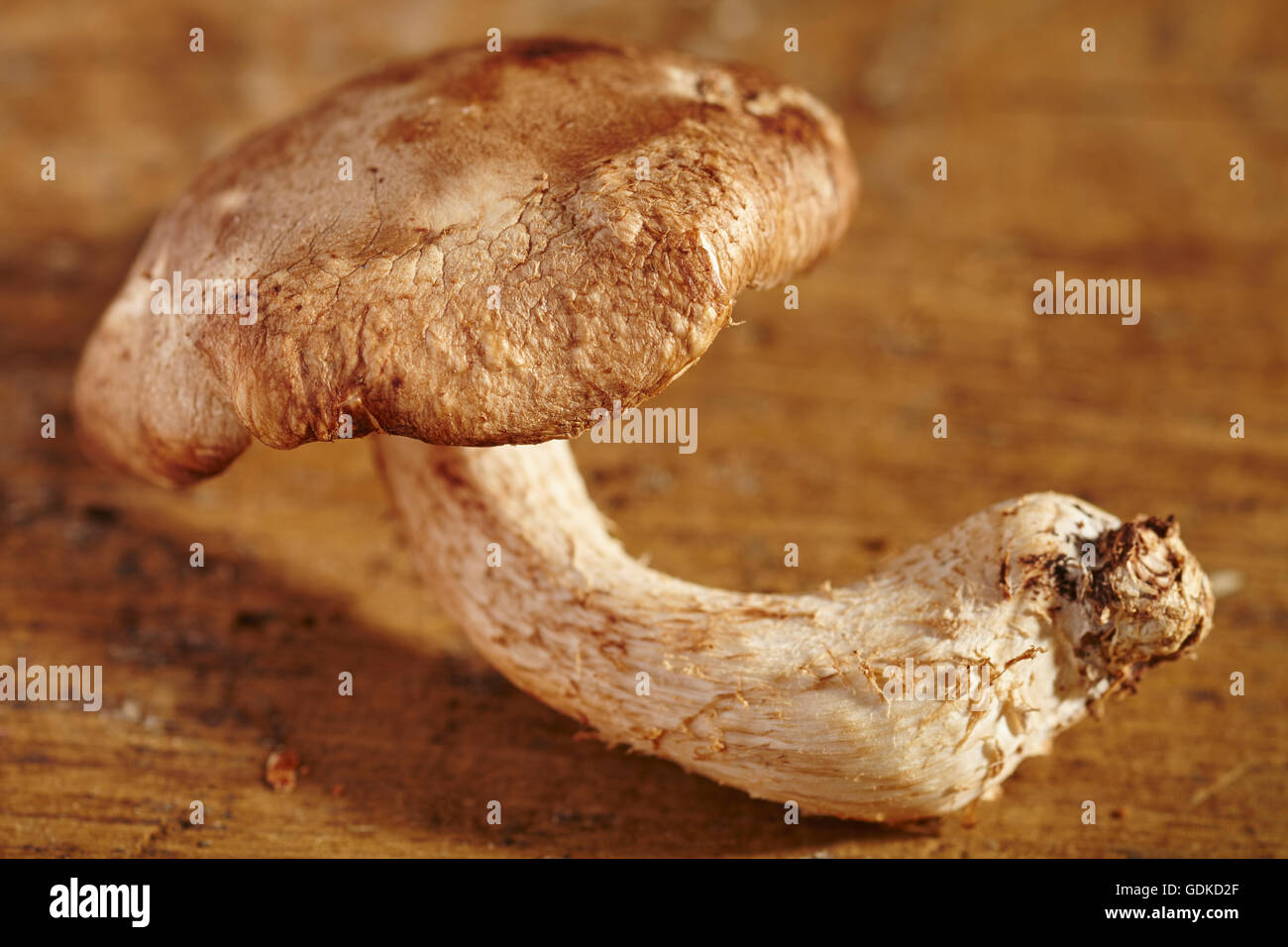 a single fresh shiitake mushroom grown in Pennsylvania, USA Stock Photo