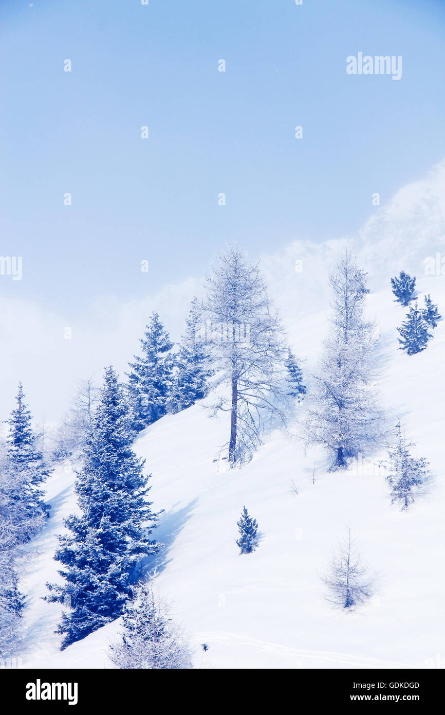 Beautiful winter landscape with fir forest in mountains Stock Photo - Alamy