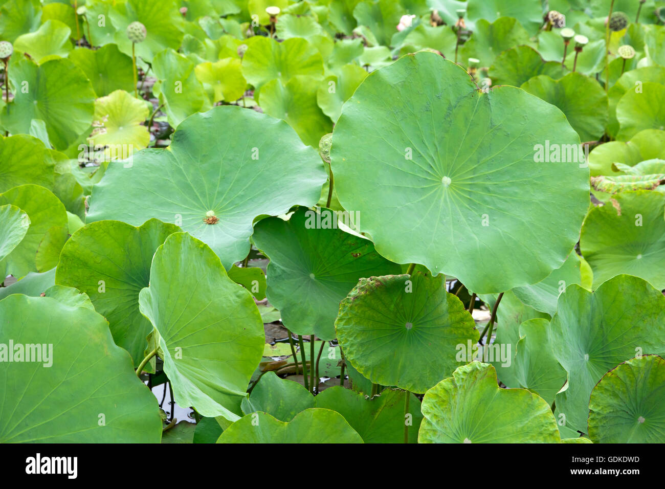 Lotus leaf in pond Stock Photo - Alamy