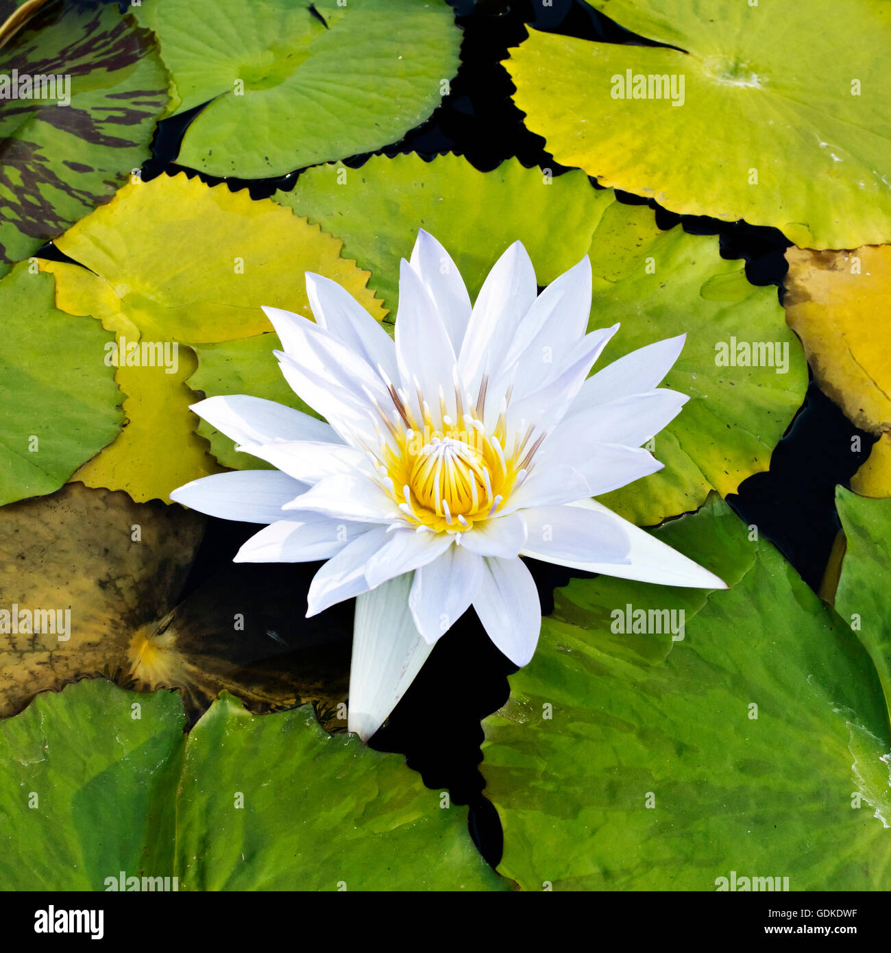 White lotus grows in the pond and died Stock Photo Alamy
