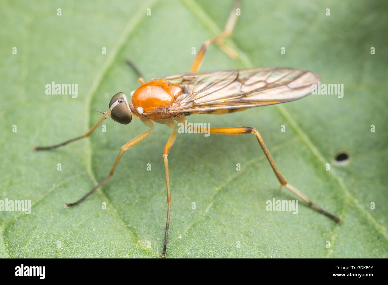 A Xylophagid fly (Dialysis elongata) perches on a leaf. Stock Photo