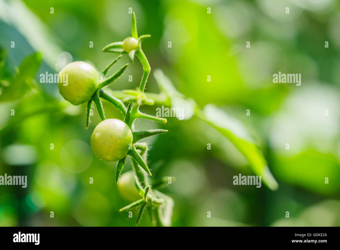 Growing tomato in farm garden at Los Angeles Stock Photo