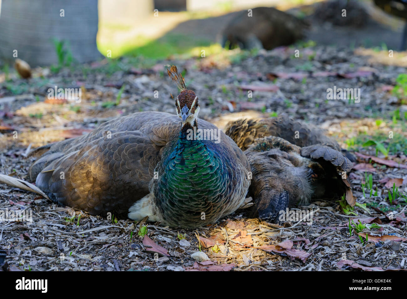 beautiful-female-peacock-and-her-child-at-los-angeles-stock-photo-alamy