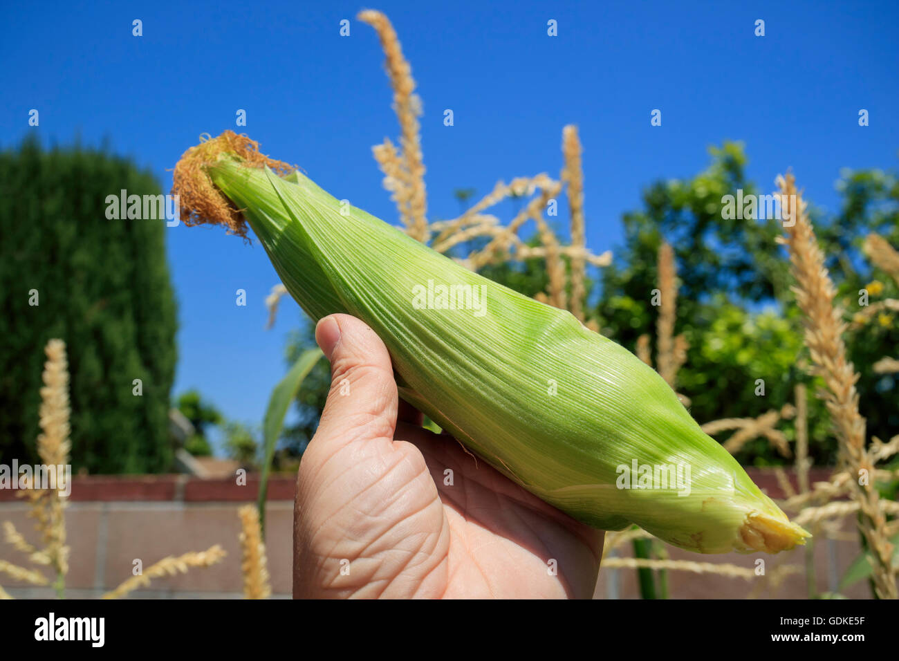 Harvest corn in home garden at Los Angeles Stock Photo